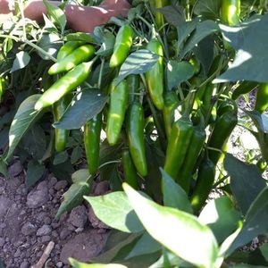 Meet your Posher, Roberto